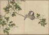 Zhang Ruoai / Desk Album: Flower and Bird Paintings / 18th Century