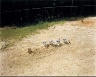 William Christenberry / Child's Grave with Lavender Chrysanthemums--Hale County, Alabama / 1977/printed 1981