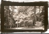 Dick Arentz / Red Maple in Wind, Bernheim, Kentucky / 1988