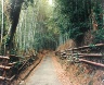 Leo Rubinfien / In the Northwestern Hills, Kyoto, from the portfolio Map of the East / 1979-1987