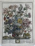 Henry Fletcher / Twelve Months of Flowers:  October / 1730