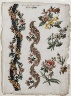 Giacomo Cavenezia / Floral Designs and Floral Bands / 1784