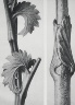 Karl Blossfeldt / Sanguisorba candensis, Vincetoxicum fuscatum / 1929