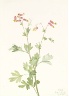 Mary Vaux Walcott / Pink Fumeroot (Capnoides sempervirens) / 1922