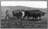 Thomas R. Robinson / Oxen Plowing / 1870s