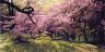 John Pfahl / Redbud Blossoms, Royal Botanical Gardens, Hamilton, Ontario / May 1999