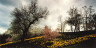 John Pfahl / Daffodils and Storm Clouds, Highland Park, Rochester, N.Y. / May 2000