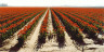 John Pfahl / Commercial Tulip Field, Skagit Valley, Washington / April 1999