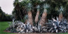 John Pfahl / Agave Collection, Lotusland, Montecito, California / March 2000