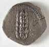 Greece, Matapontum, 6th Century BC / Stater: Ear of Corn (obverse) / 530-510 BC