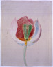 Joseph Stella / Untitled (Tulip) / 1918-1920