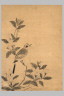 Japanese / Bird on a Gardenia Branch / Muromachi period, 16th century