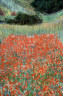 Claude Monet / Poppy Field in a Hollow near Giverny / 1885