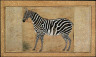 School of Jahangir / Zebra / about 1621