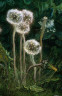 Jean François Millet / Dandelions / 1867-68