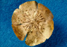 Not Available / Rosette (from a diadem?):  Floral type with inner wiring and thin petals / ca. 350 B.C.