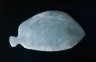 Artist not recorded / Cosmetic palette in the shape of a fish / Naqada II, 3500-3200 B.C.