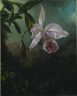 Martin Johnson Heade / Orchid in a Landscape / 1873