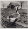 Peter Hujar / Untitled (Goose) / 1981