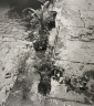 Ilse Bing / Untitled (Plants at Gutter, Paris) / 1952