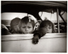 William Heick / Children in Car, Buttonwillow, California / 1953