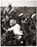 William Heick / Untitled (Little girl picking cotton), Buttonwillow, California / 1953