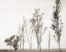 Robert Adams / Abandoned Windbreak West of Fontana, California / 1986