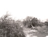 Robert Adams / Defoliated and Bulldozed Orchard, Highland, California / 1982, 1998