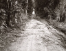 Robert Adams / Eucalyptus Alley through Citrus Groves, Grand Terrace, California / 1983