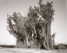 Robert Adams / Remains of a Eucalyptus Wind Break among Citrus Groves, Redlands, California / 1982