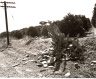 Robert Adams / Vandalized Cactus, Redlands, California / 1982