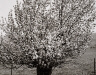 Robert Adams / Near Heber City, Utah / 1978