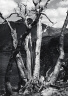 Philip Hyde / Dead white bark pine near Mono Pass, Yosemite National Park / August 1950