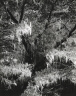 Philip Hyde / Moss hung cypress, Point Lobos, California / ca. 1947