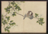 Zhang Ruoai / Desk Album: Flower and Bird Paintings (Preening Bird) / 18th Century