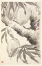 Min Zhen / Peaches of Immortality / 1788