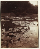 Eugène Atget / Nymphéa / 1922-1923