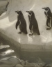 Eleanor Parke Custis / Penguins Three / c.  1939