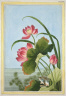 Buc'Hoz / Flower Print: Le Nenuphar rouge de la Chine / 18th Century