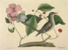 Mark Catesby / The Mock-Bird / 1731- 1743