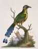 George Edwards / The Brazilian Saw-billed Roller / 1802- 1805