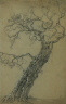 Simon de Vlieger / Study of a Tree / c. 1630-1653