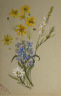 Mary Vaux Walcott / (Untitled, Group of Flowers) / 1883