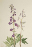 Mary Vaux Walcott / Tall Larkspur (Delphinium elongatum) / 1920