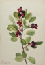 Mary Vaux Walcott / Saskatoon (Amelanchier alnifolia) / 1923