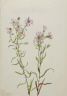 Mary Vaux Walcott / Prairie Aster (Aster campestris) / 1923