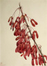 Mary Vaux Walcott / Carolina Maple (Acer carolinianum) / 1923