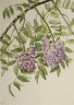 Mary Vaux Walcott / American Wisteria (Kraunhia frutescens) / 1925