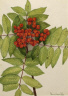 Mary Vaux Walcott / Western Mountain Ash (Sorbus sambucifolia) / 1918