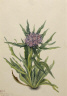 Mary Vaux Walcott / Saussurea (Saussurea densa) / 1925